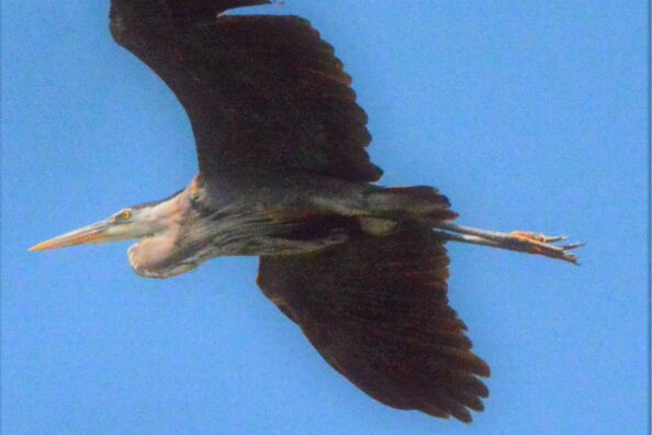 Blue Heron Hookery in Minnneapolis