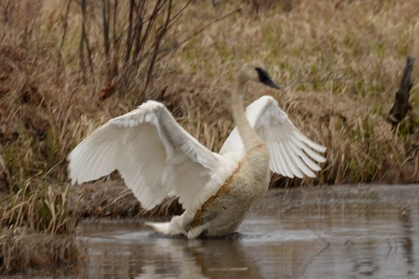 April Swan Splendor
