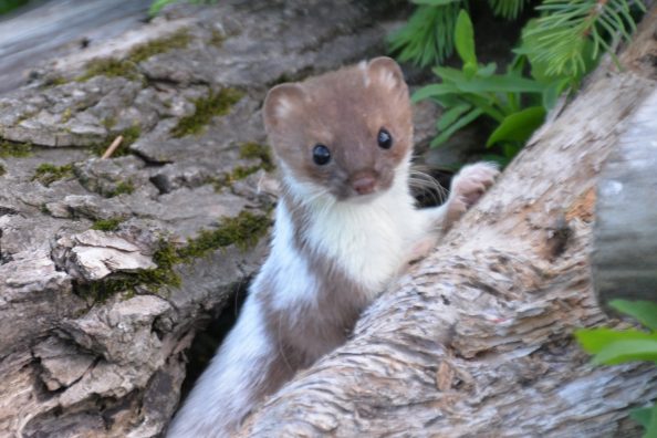 Taking pictures of an adorable weasel