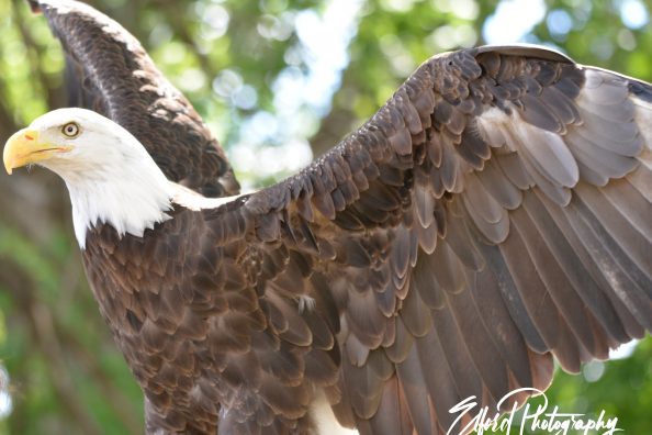 Photographying an American Bald Eagle