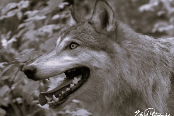Capturing the might and beauty of a wolf