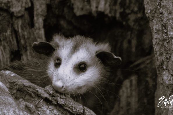Did you know the opossums, are actually marsupials?