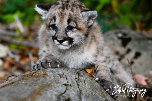 Photographing a couple of young cougars