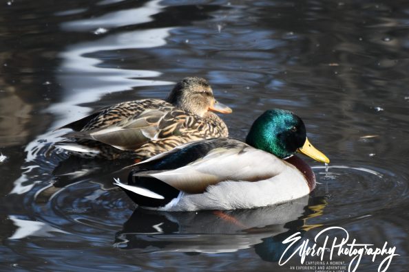 Duck, duck, no goose