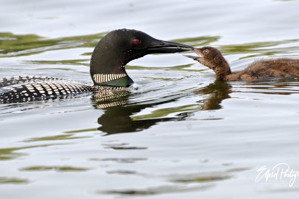 June Photographing Loons and some other birds part 1