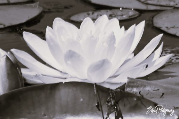 In the stillness, between a swan and a lotus flower I see beauty