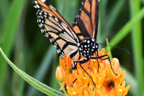 July Photographing a Monarch Butterfly