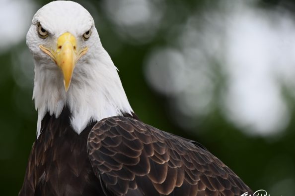August – MN Raptor Center Event with a bald eagle