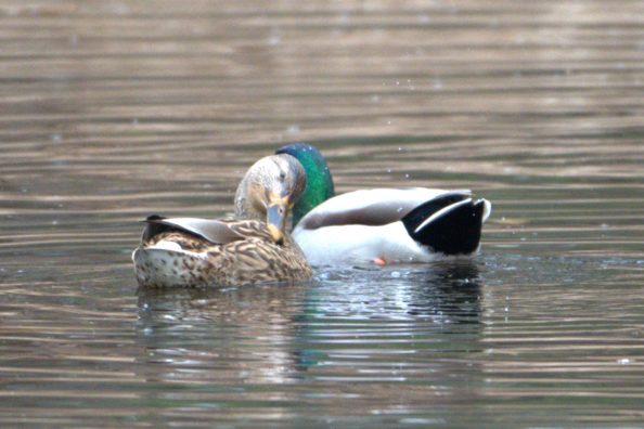 A time for ducks in November and playing around with a new telephoto lens