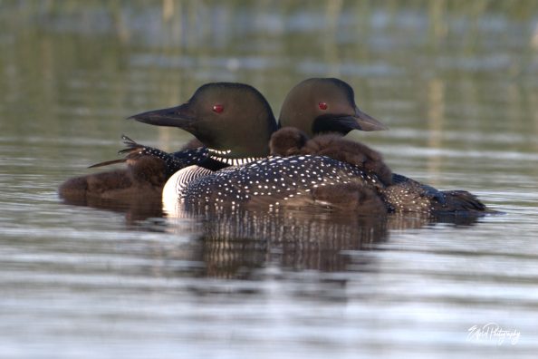 Photographing the Common Loon