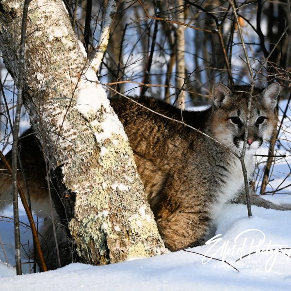 cats - Image 19