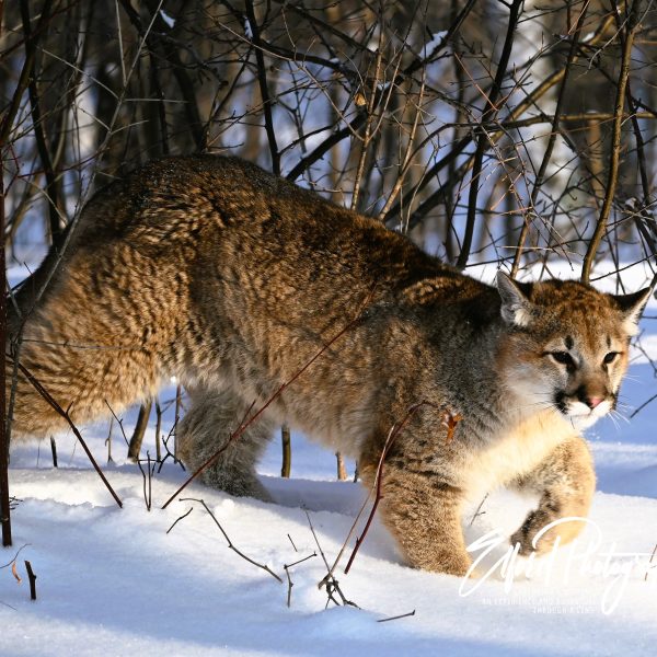 cats - Image 18