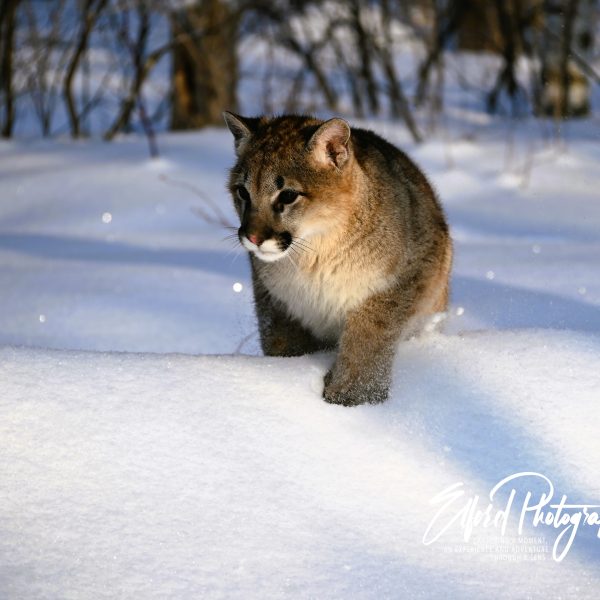 cats - Image 17