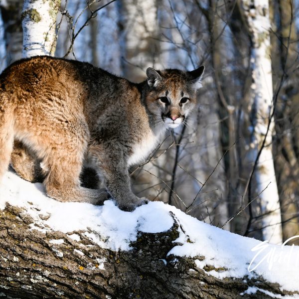 cats - Image 16
