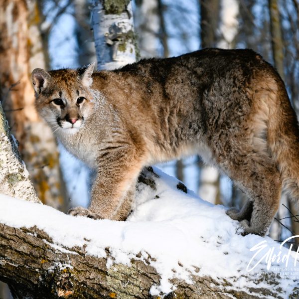 cats - Image 15