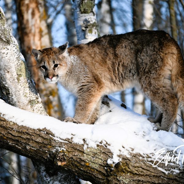 cats - Image 14