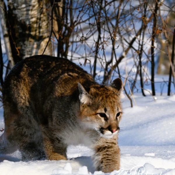 cats - Image 13