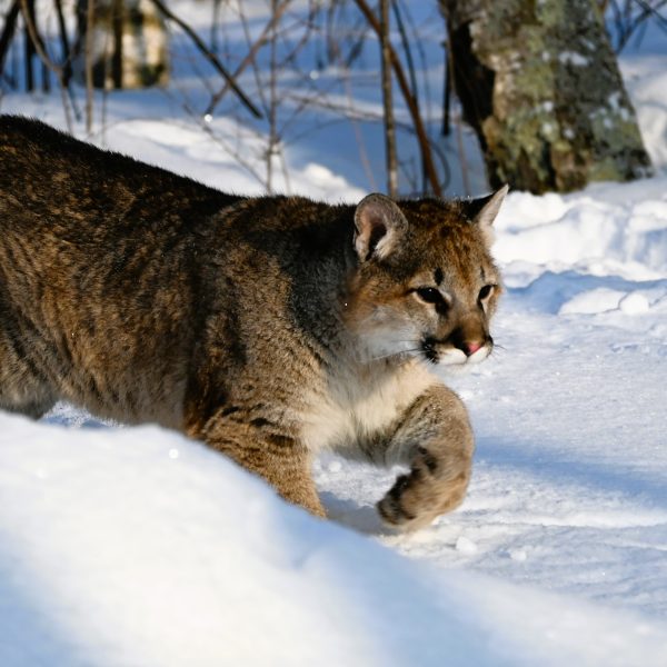 cats - Image 12