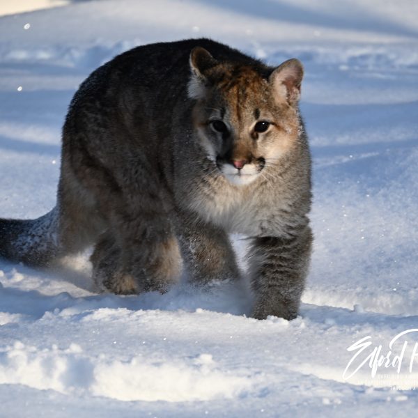 cats - Image 11