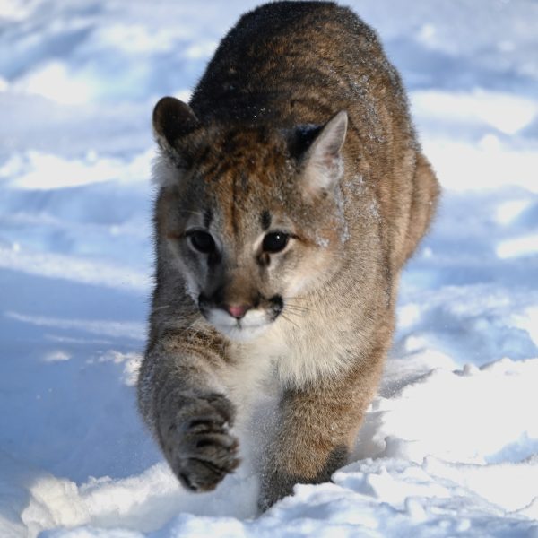 cats - Image 10
