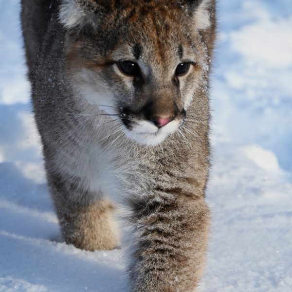 cats - Image 9