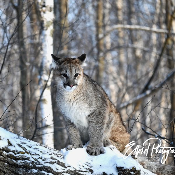 cats - Image 8