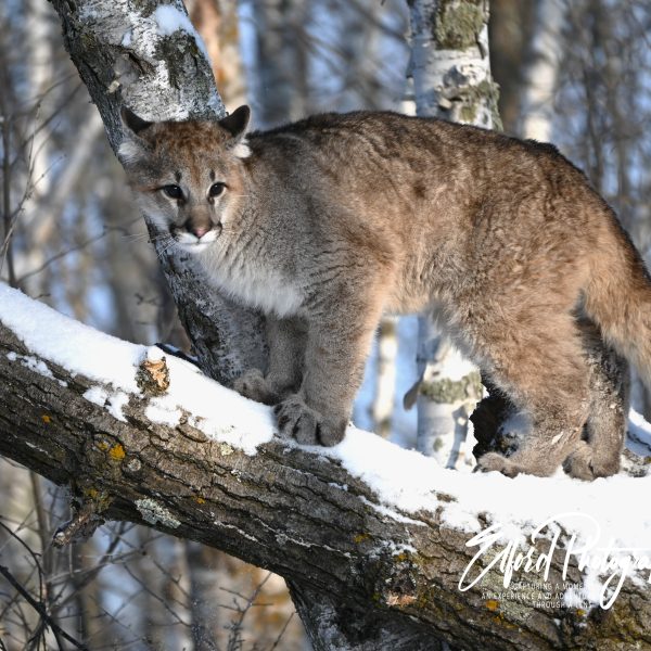 cats - Image 7