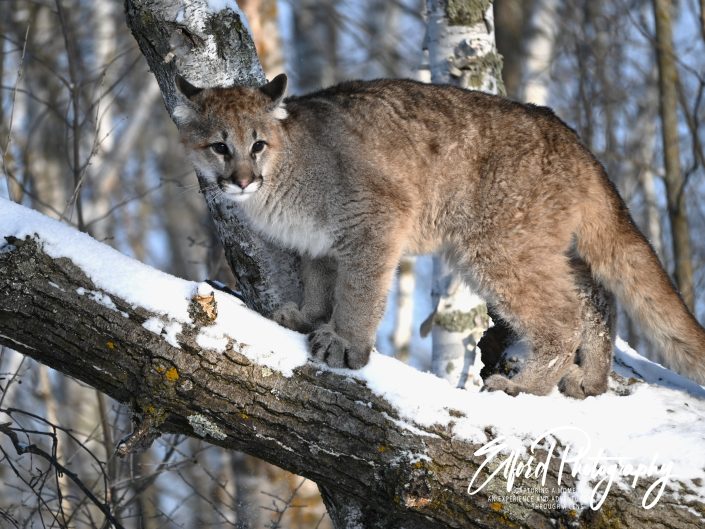 wolves and cat