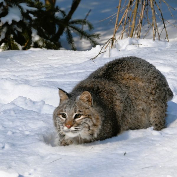 cats - Image 6
