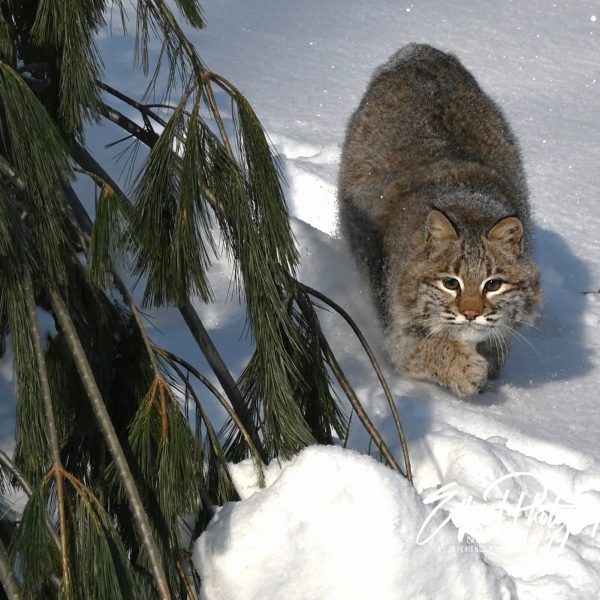 cats - Image 5