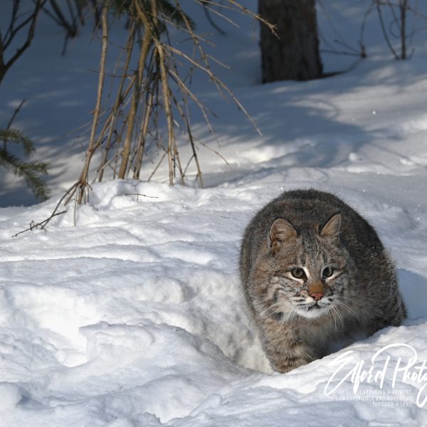 cats - Image 4