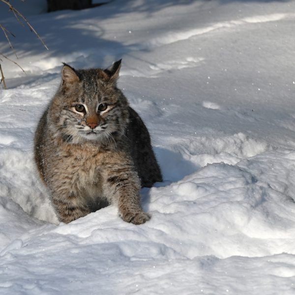 cats - Image 3