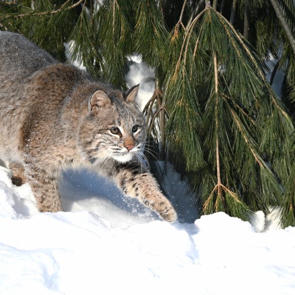 cats - Image 2