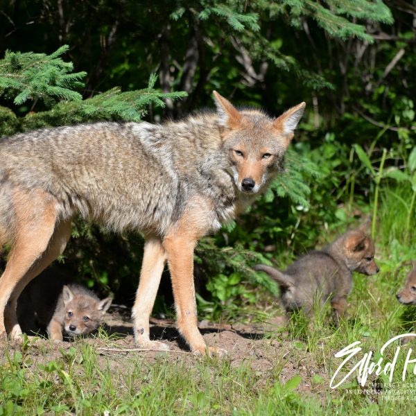 Coyotes - Image 21