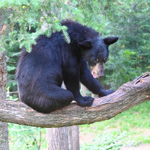 bear - Image 36