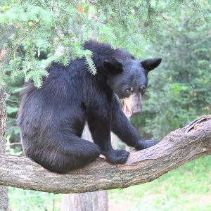 bear - Image 35