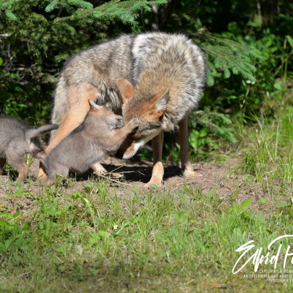 Coyotes - Image 20