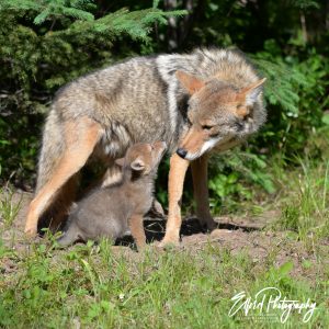 Coyotes - Image 19