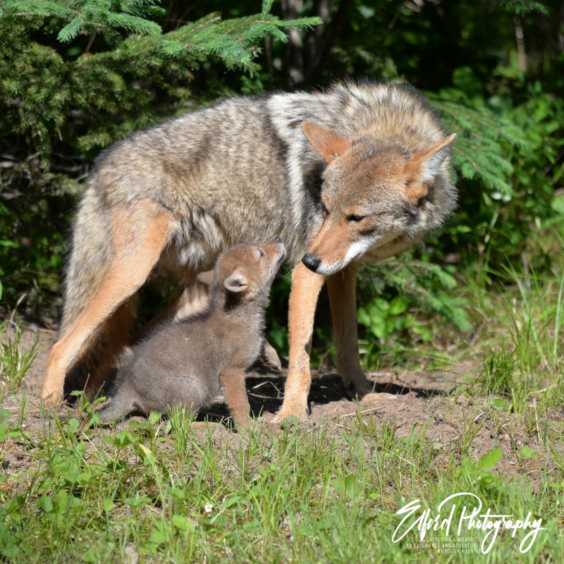 Coyotes