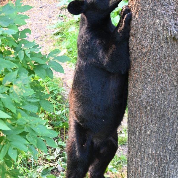 bear - Image 34