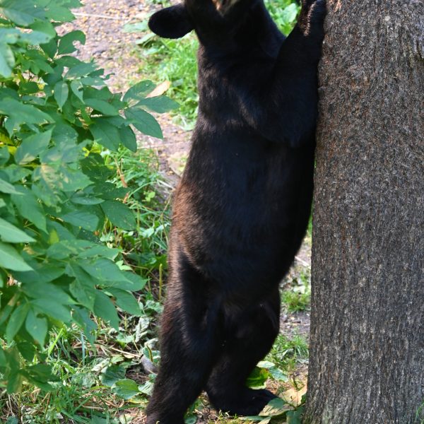 bear - Image 33