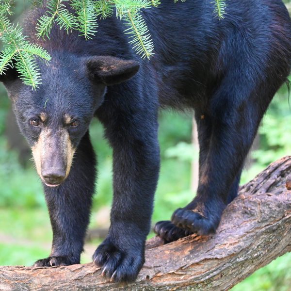 bear - Image 32