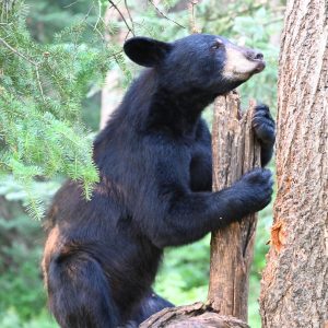 bear - Image 31
