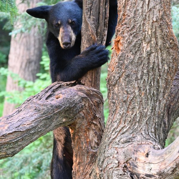 bear - Image 30