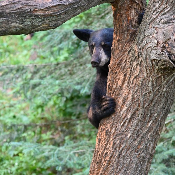 bear - Image 29