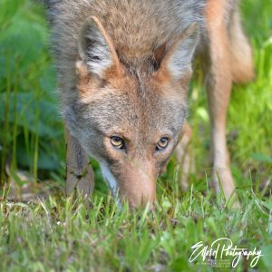 Coyotes - Image 18