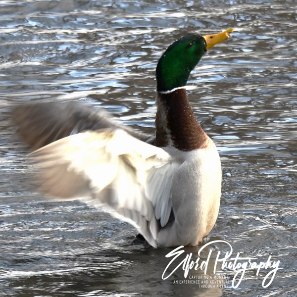 Duck - Image 6