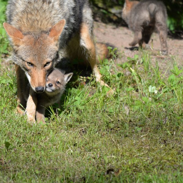 Coyotes - Image 15