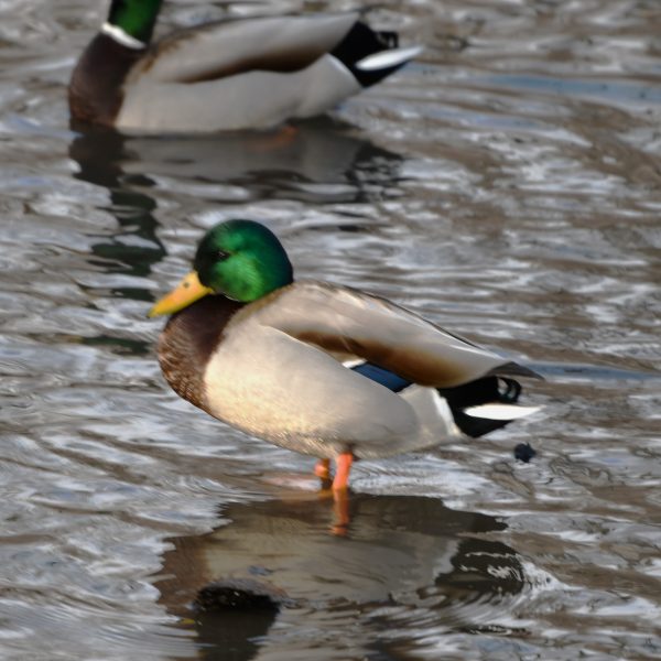 Duck - Image 5