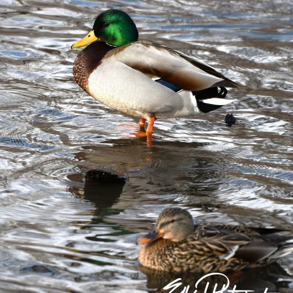 Duck - Image 4